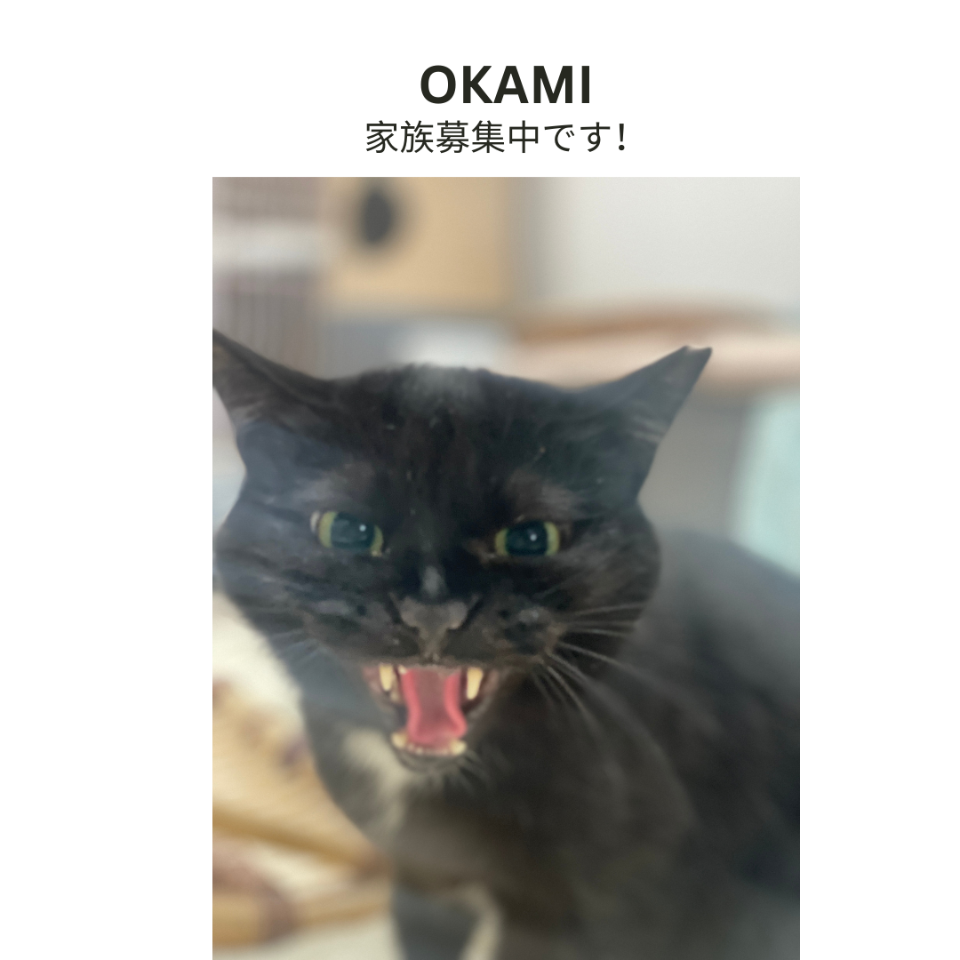 おかみレスラーのハンドペイントカップ＆ソーサー